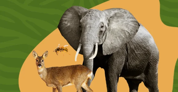 Quantum Sauce: Walks on the Wild Side